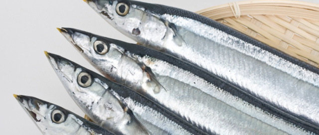 秋刀魚