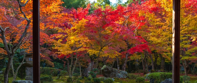 紅葉と紅葉