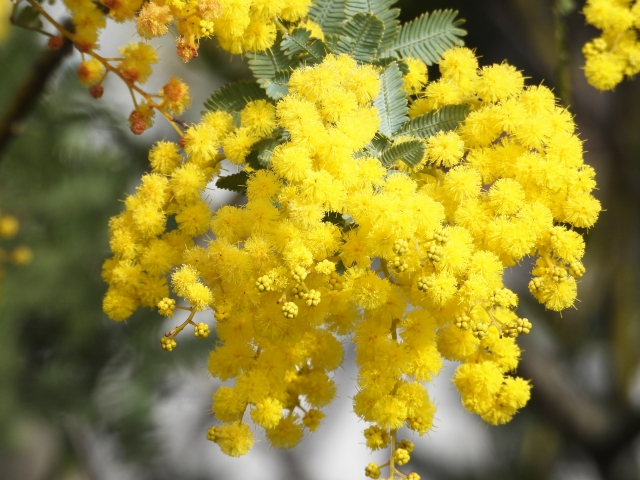 ミモザの花