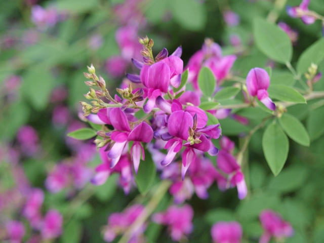 萩の花