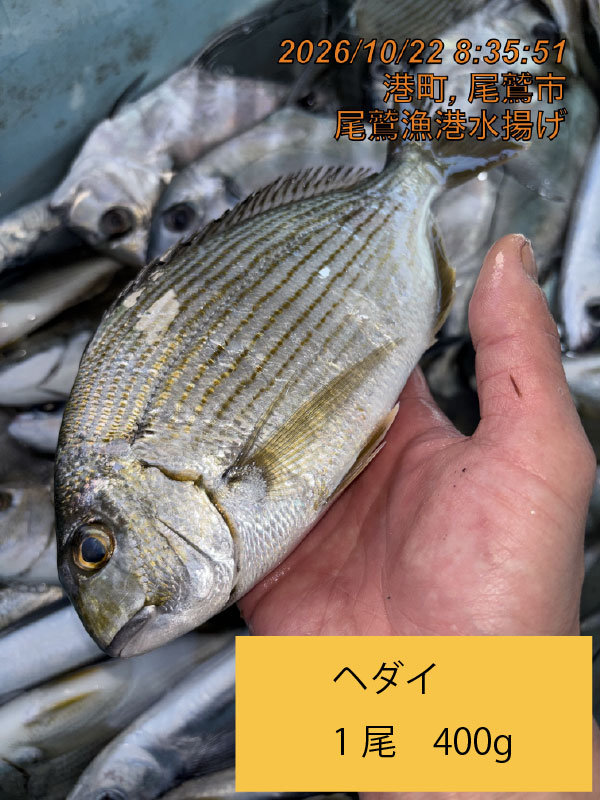 ヘダイ　約４００ｇ～６００ｇ　１尾　三重県尾鷲港