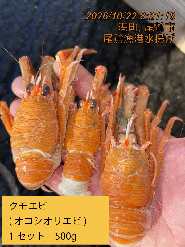 クモエビ（オオコシオリエビ）　中　５００ｇ　１セット　三重県尾鷲港