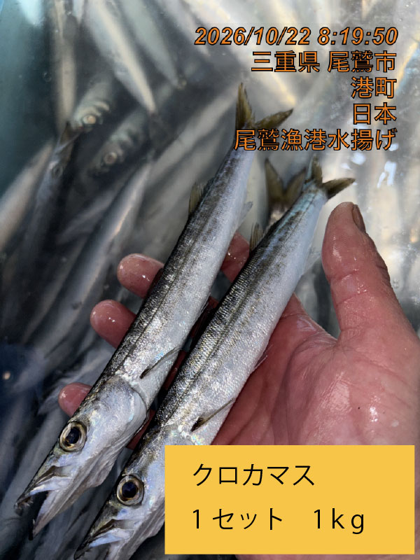 クロカマス　１ｋｇ　１セット　三重県尾鷲港