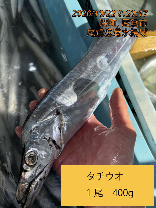タチウオ　小　５００ｇ未満　１尾　三重県尾鷲港