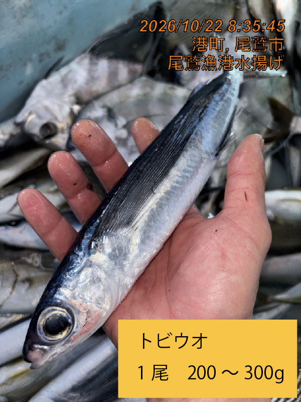 トビウオ　約２００ｇ～３００ｇ　１尾　三重県尾鷲港