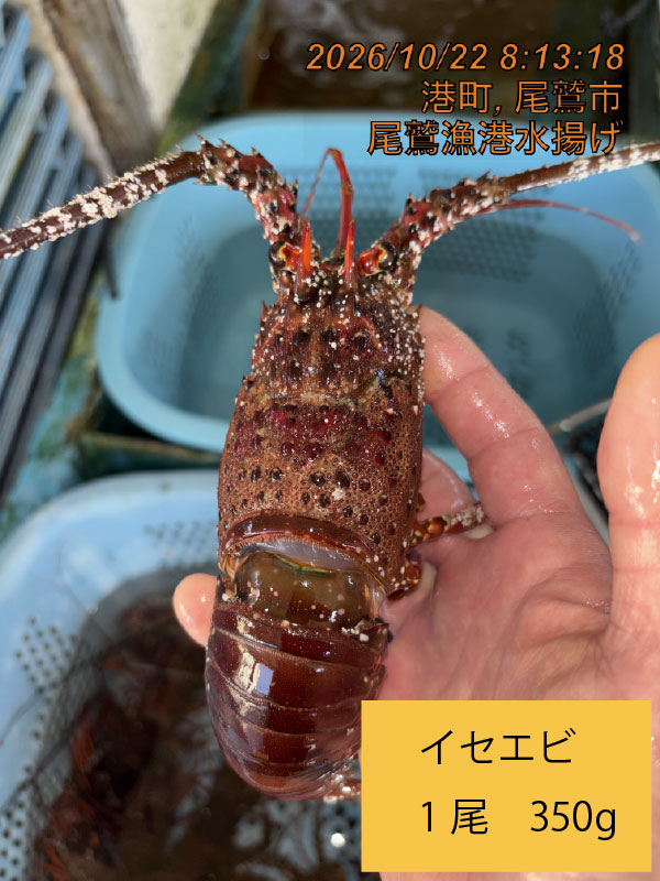 尾鷲地魚Ａ　三重県尾鷲港