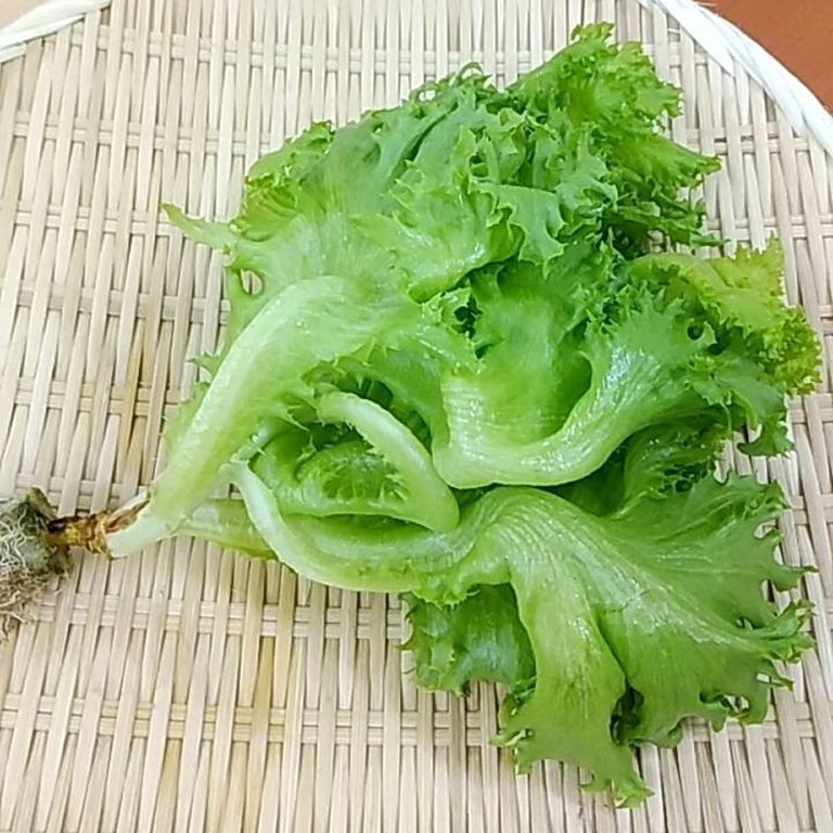 ◆生鮮）フリルレタス 愛知・三重産 １束