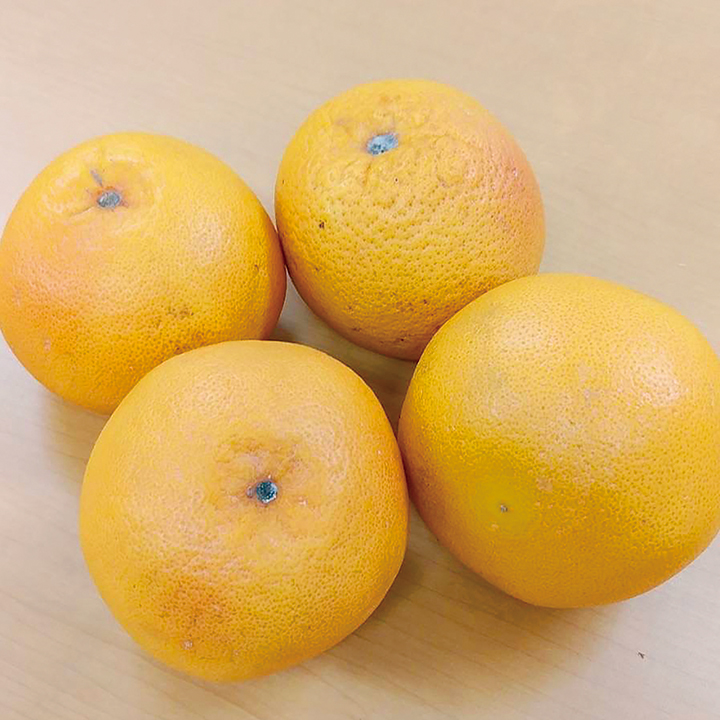 ◆生鮮）ルビーフルーツ　約２５０ｇ×４個