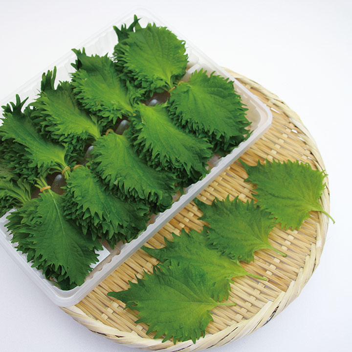 ◆生鮮）大葉 １００枚×１Ｐ