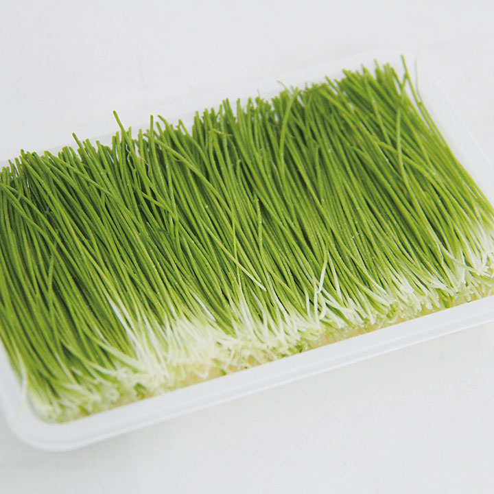 ◆生鮮）芽ねぎ ２０ｇ×１Ｐ