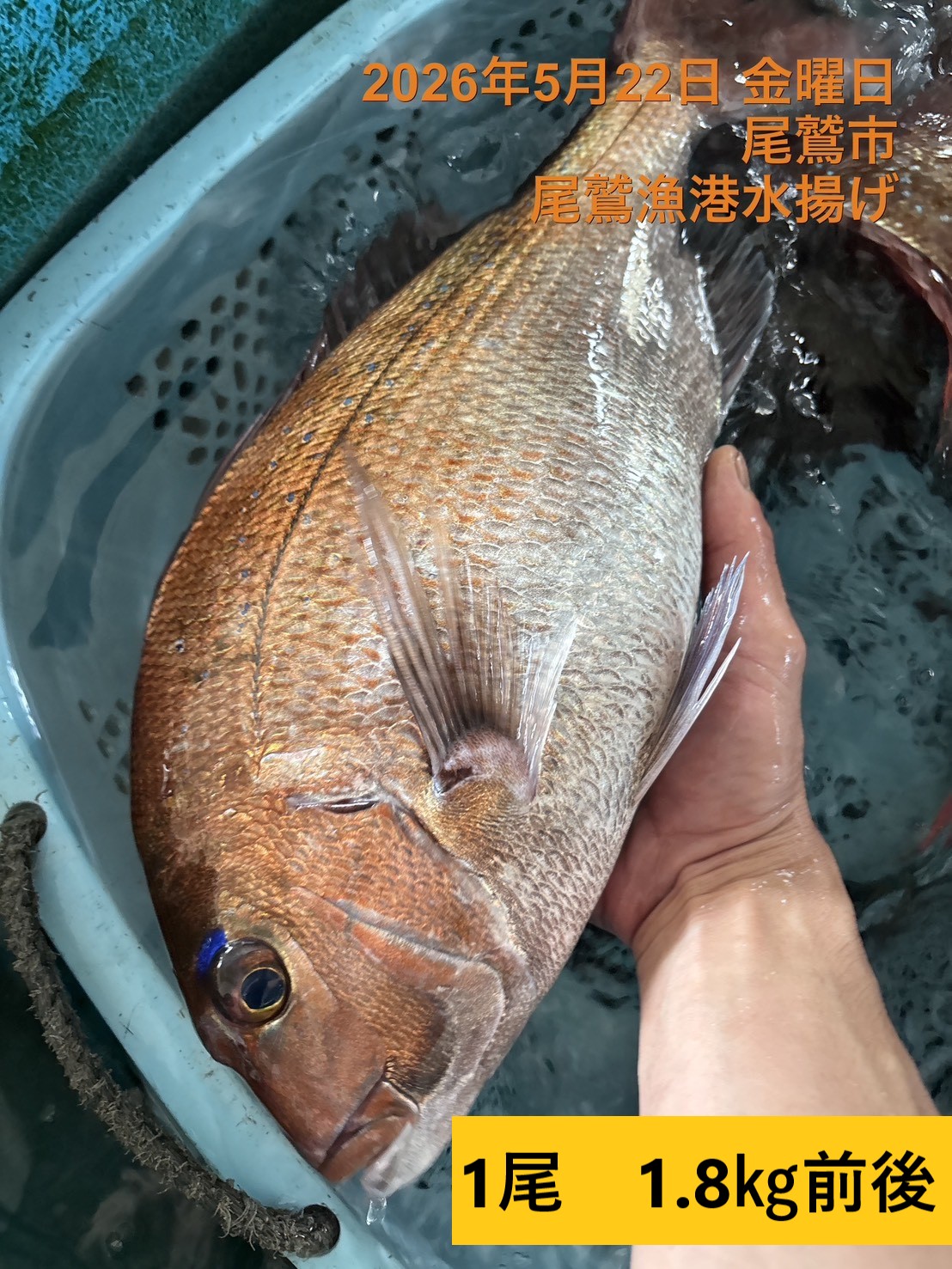 （活〆神経抜き）　天然真鯛　１．５ｋｇ以上　１尾　三重県尾鷲港