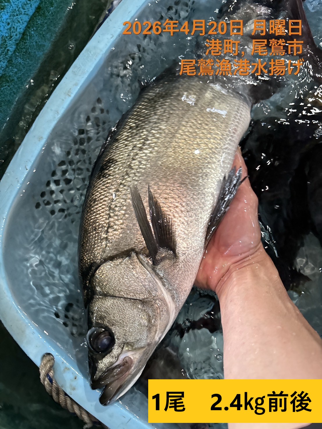 （活〆神経抜き）　ヒラスズキ　２．０ｋｇ以上　１尾　三重県尾鷲港