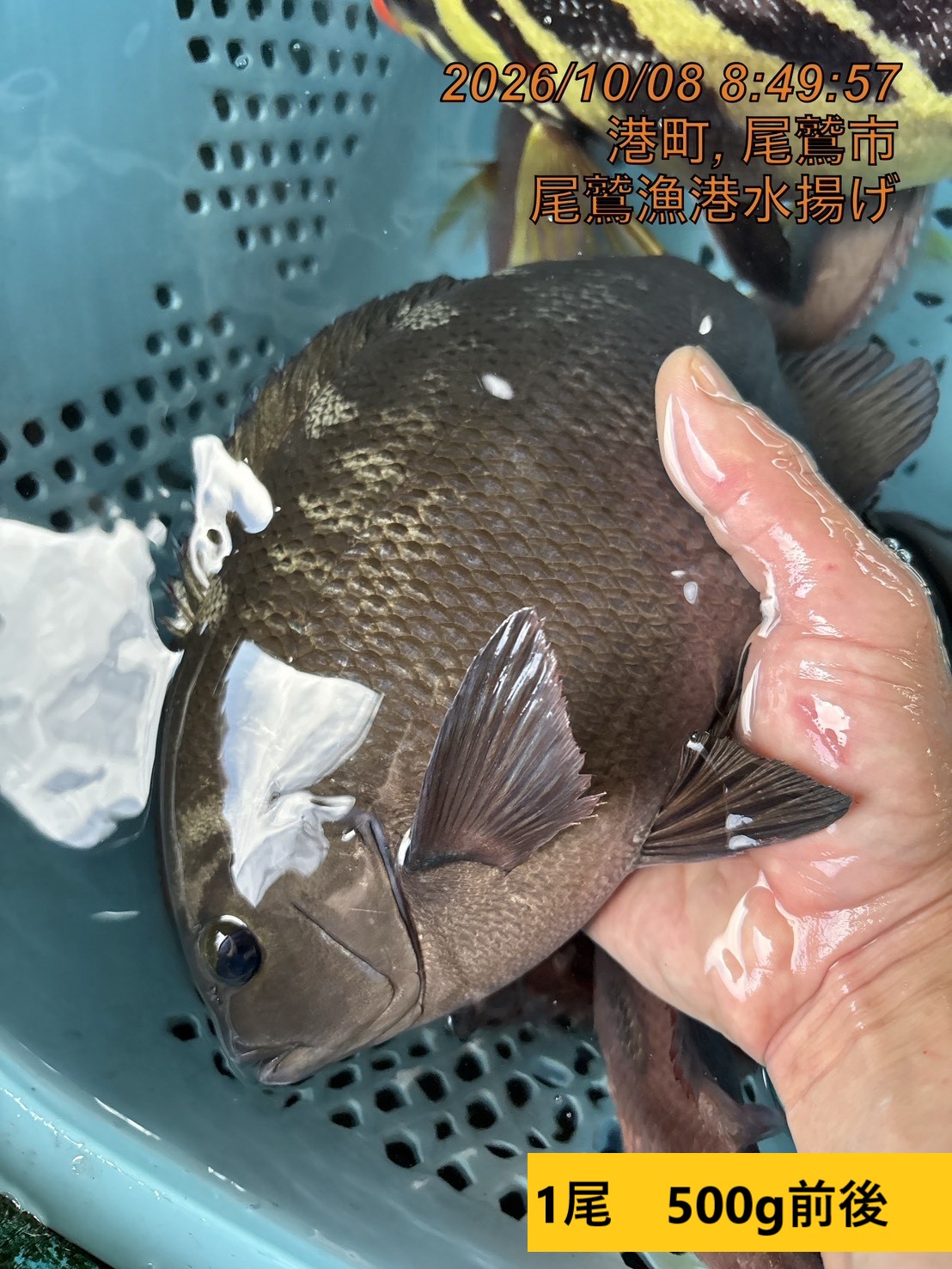 （活〆神経抜き）　メジナ　１．０ｋｇ未満　１尾　三重県尾鷲港