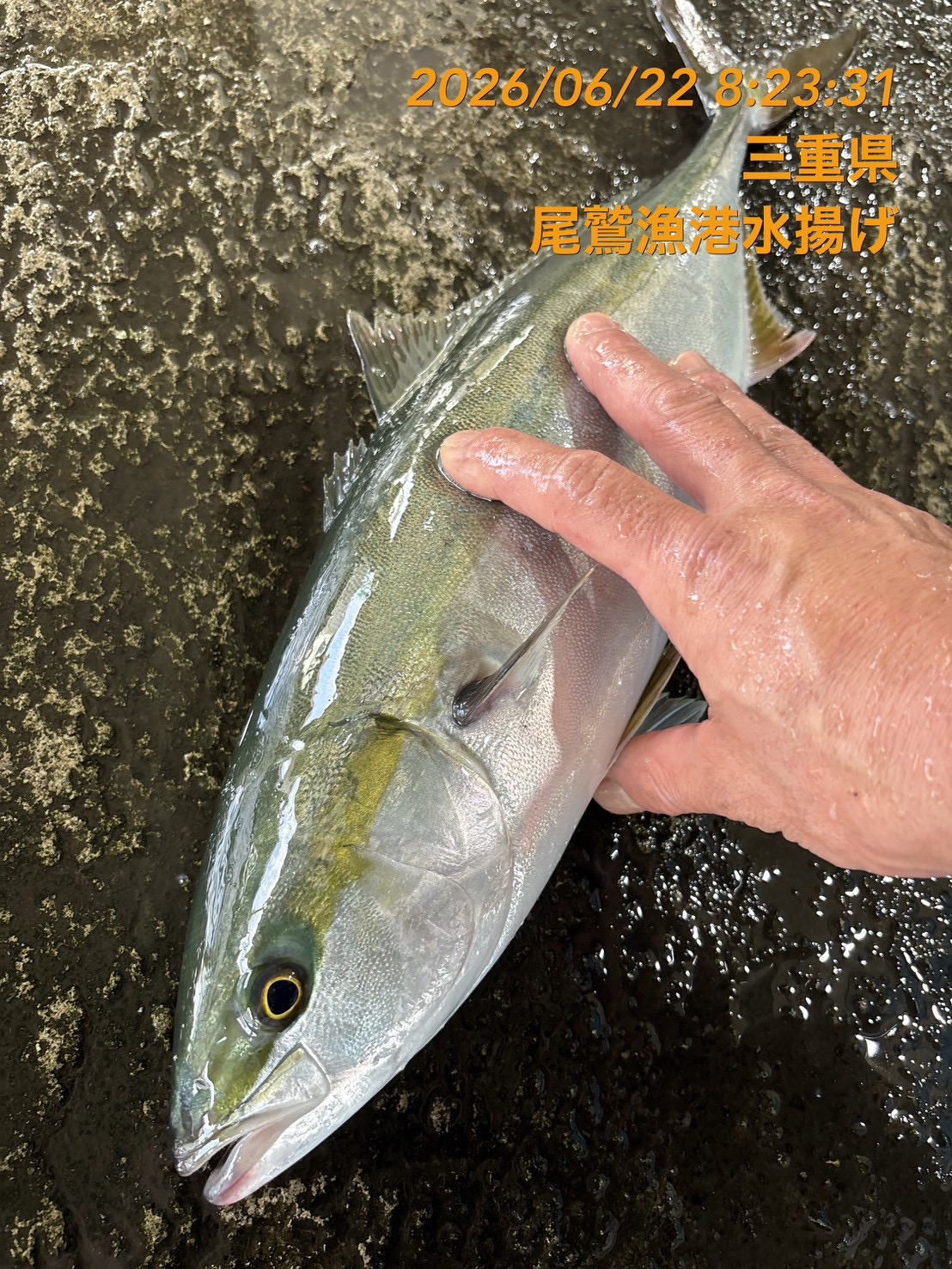 （活〆神経抜き）　天然ハマチ　約１．２～１．５ｋｇ　１尾　三重県尾鷲港