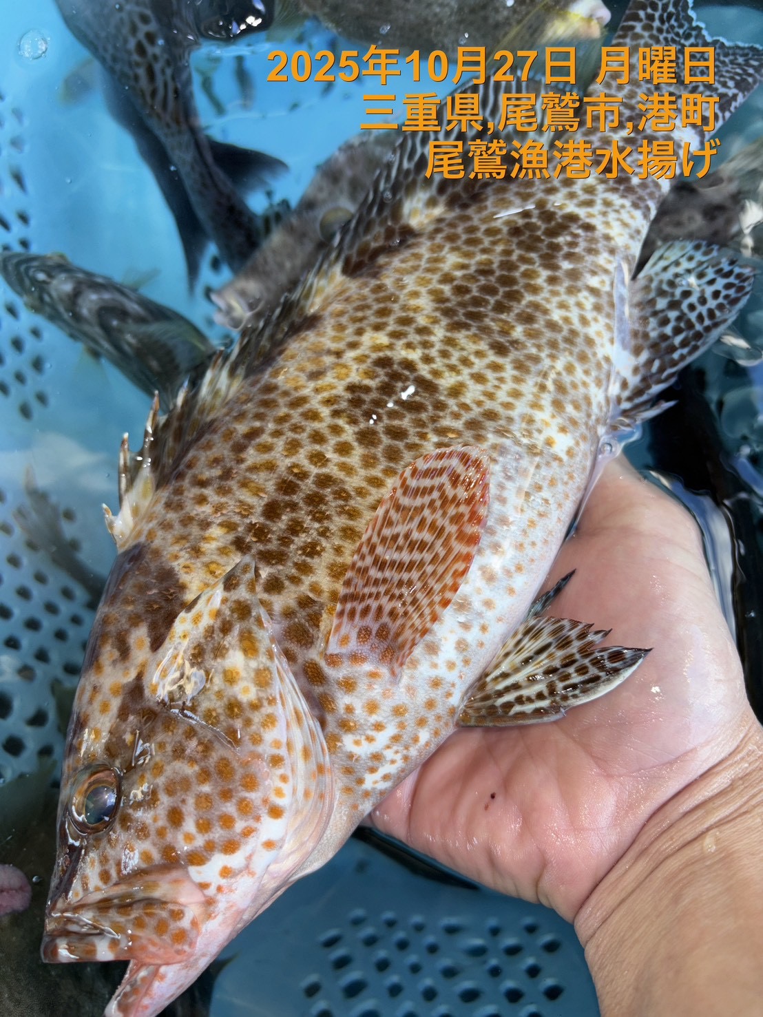 （活〆神経抜き）　オオモンハタ　約４００ｇ～５００ｇ　１尾　三重県尾鷲港