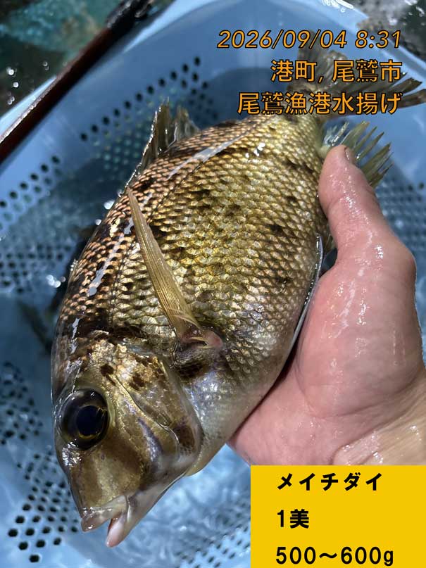 （活〆神経抜き）　メイチダイ　約５００～６００ｇ　１尾　三重県尾鷲港