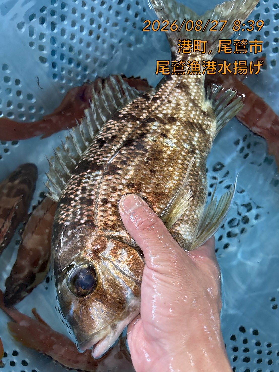 （活〆神経抜き）　メイチダイ　約６００～７００ｇ　１尾　三重県尾鷲港