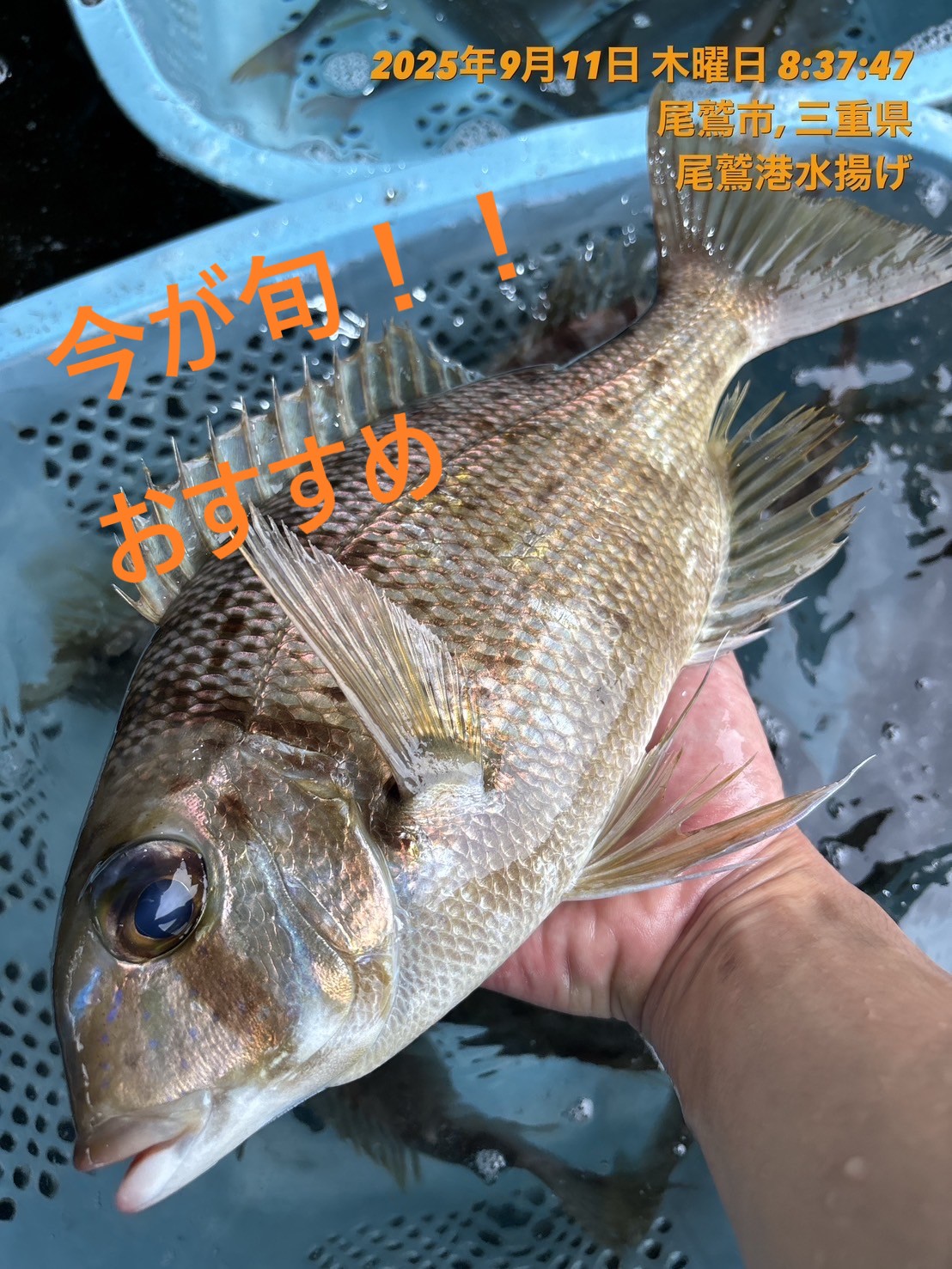 （活〆神経抜き）　メイチダイ　約７００～８００ｇ　１尾　三重県尾鷲港