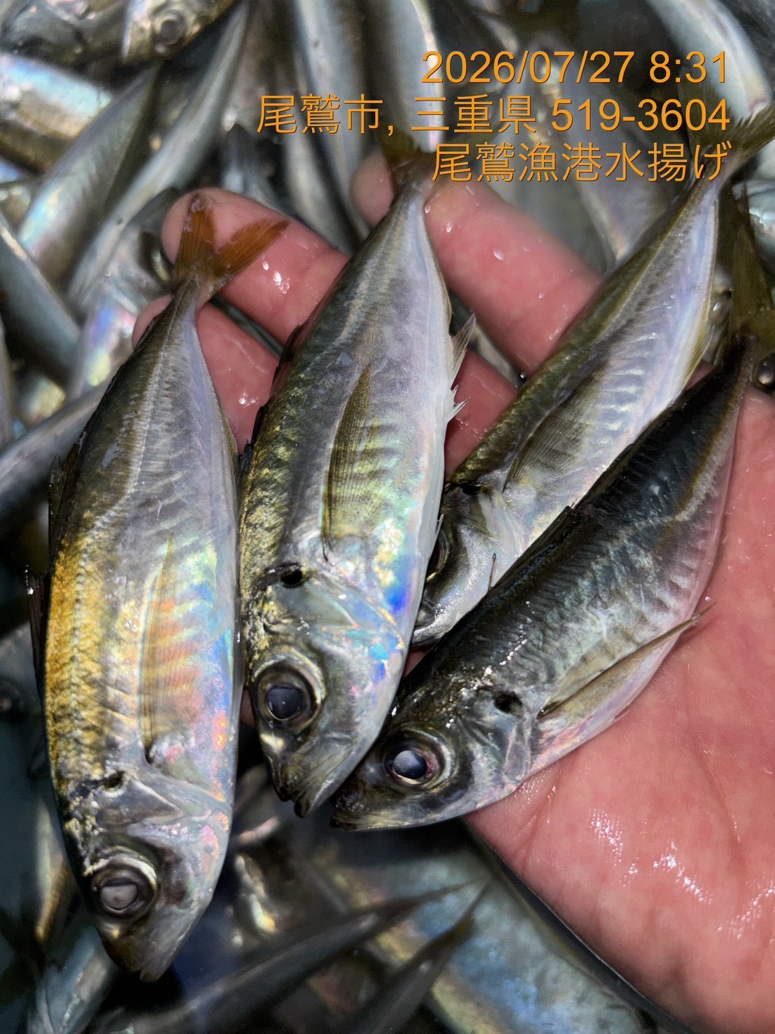 豆アジ　５００ｇ　１セット　三重県尾鷲港
