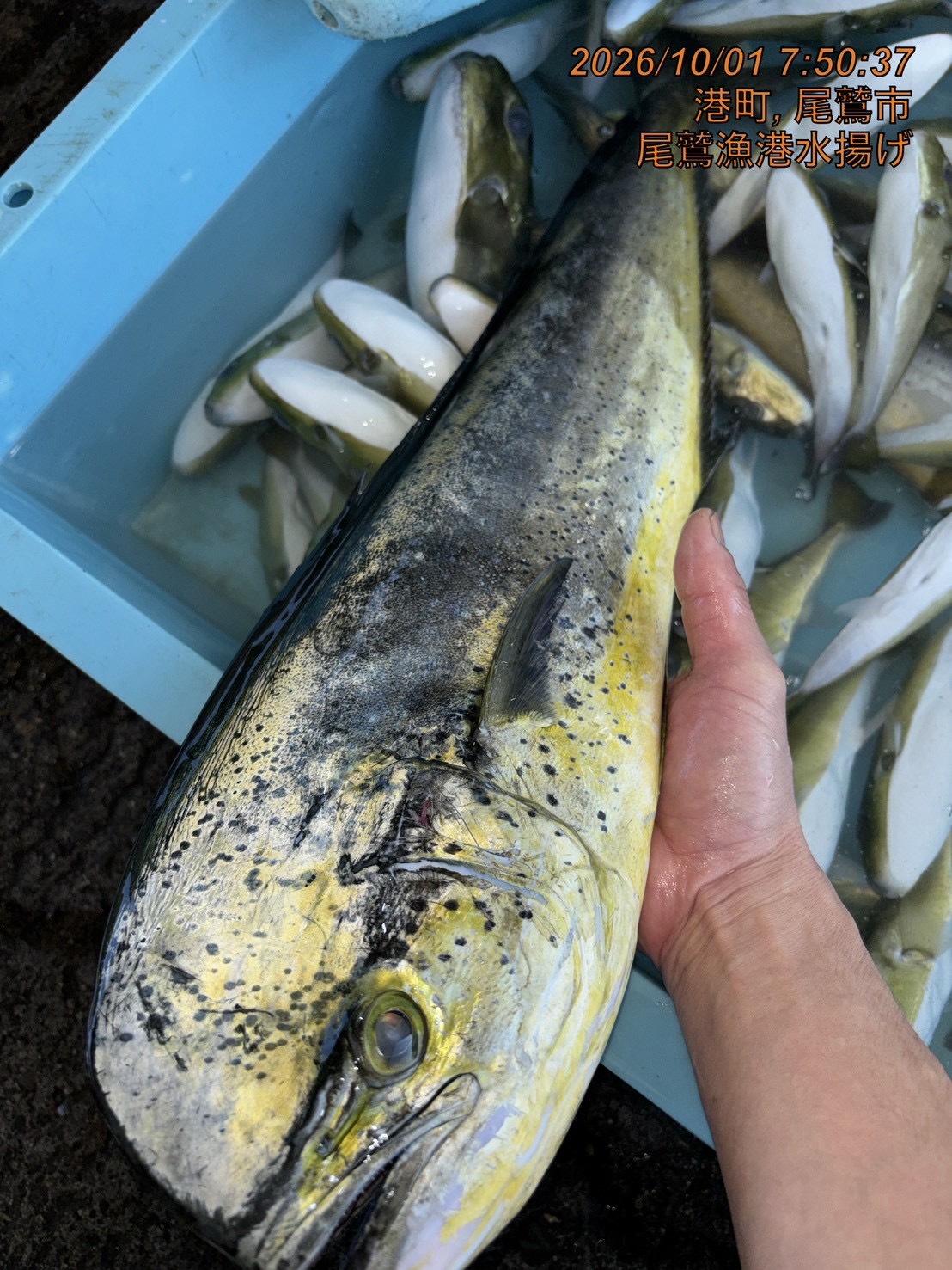 シイラ　約２．０ｋｇ～２．５ｋｇ　１尾　三重県尾鷲港