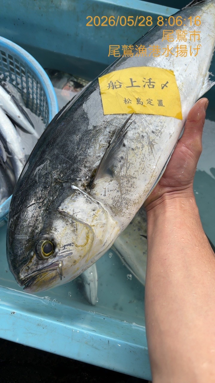 シイラ　約２．５ｋｇ～３．０ｋｇ　１尾　三重県尾鷲港