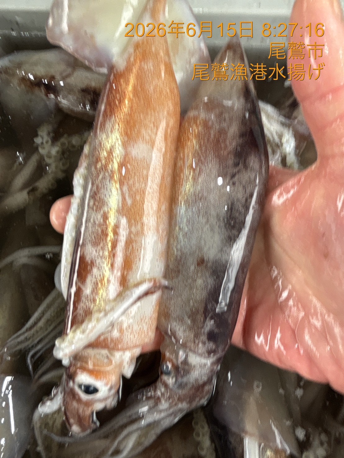 スルメイカ　約２５０～３００ｇ　１杯　三重県尾鷲港