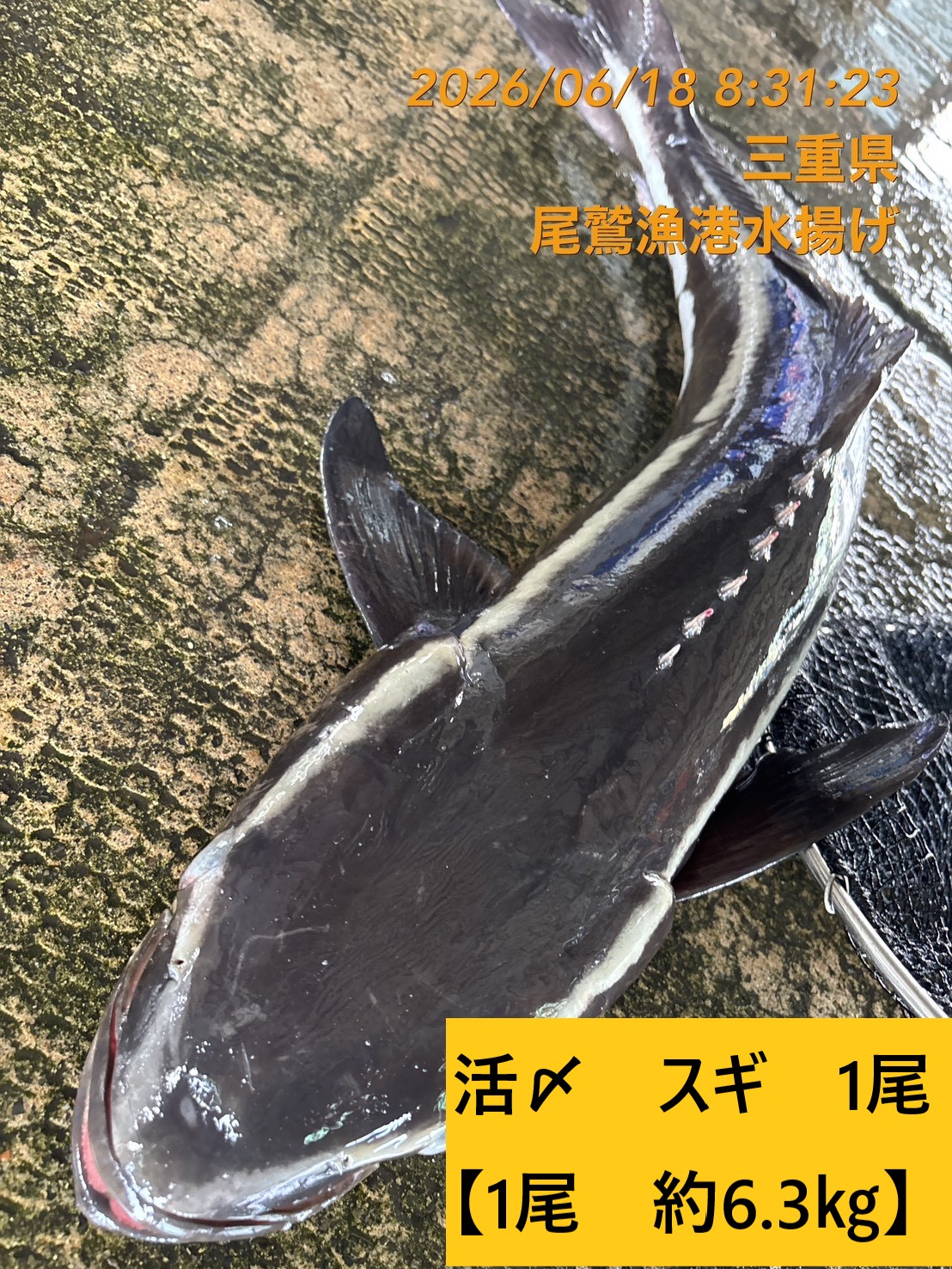（活〆神経抜き）　スギ　１尾　三重県尾鷲港