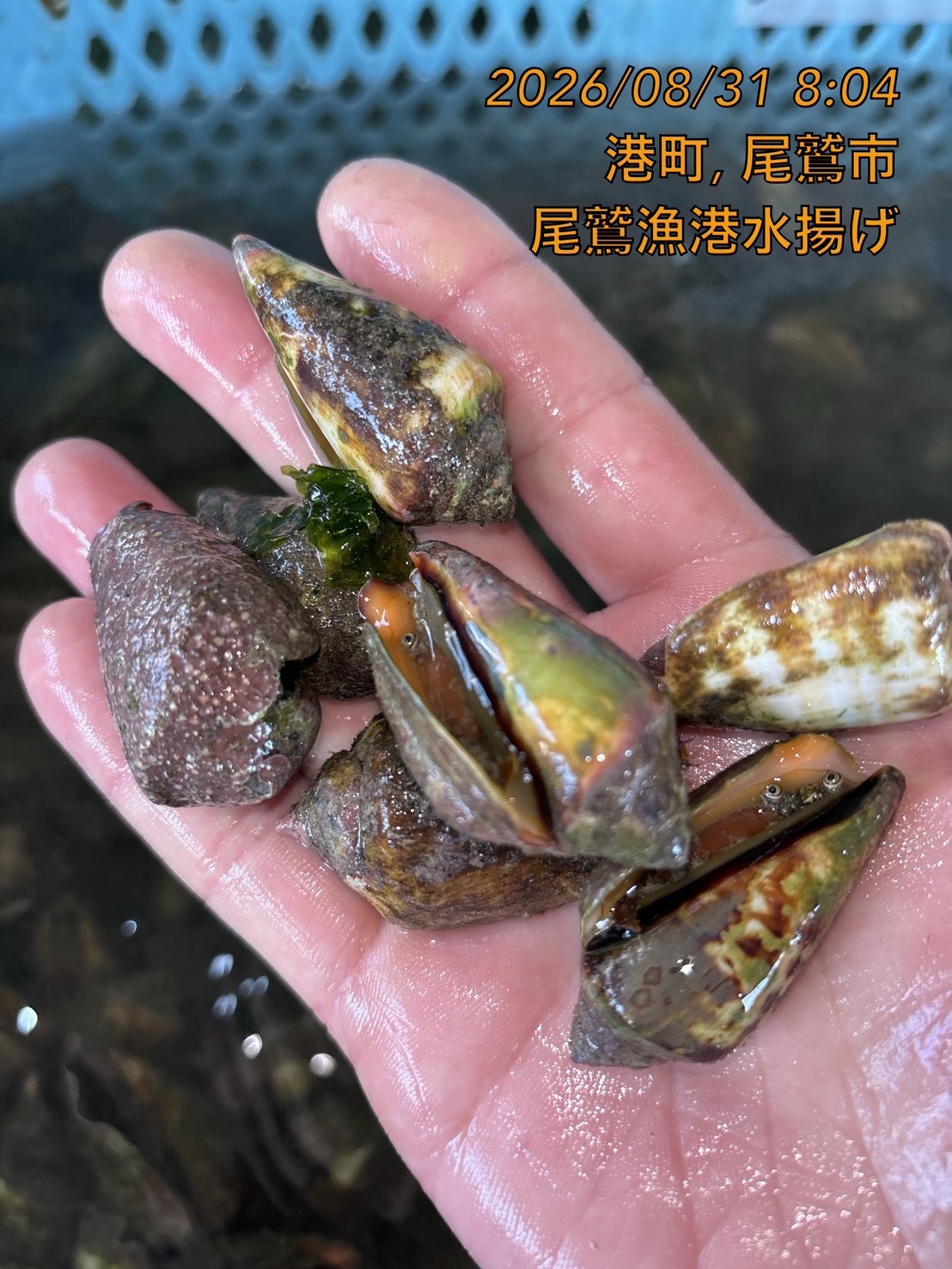 チャンバラ貝（マガキ貝）　５００ｇ　１セット　三重県尾鷲港
