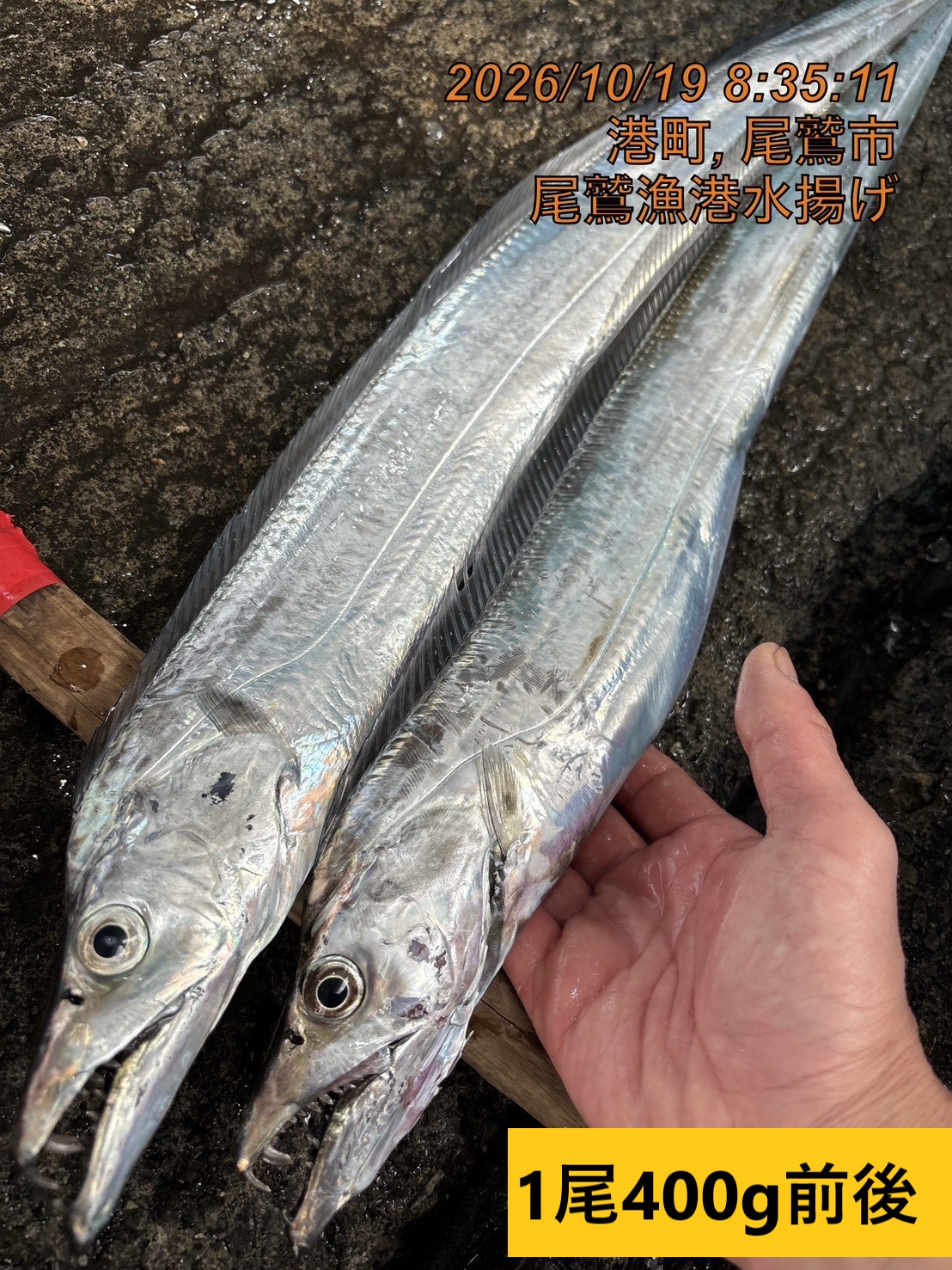 タチウオ　小　５００ｇ未満　１尾　三重県尾鷲港
