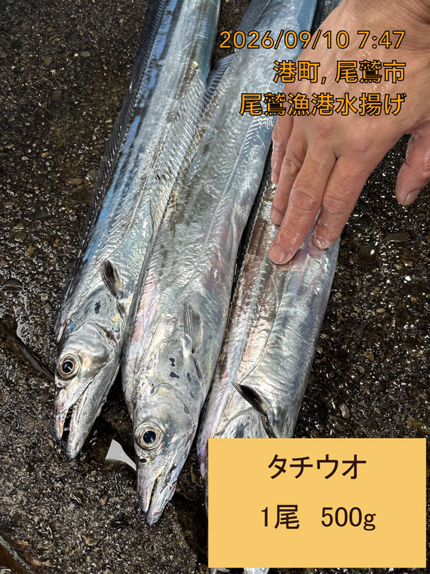 タチウオ　５００ｇ以上　１尾　三重県尾鷲港