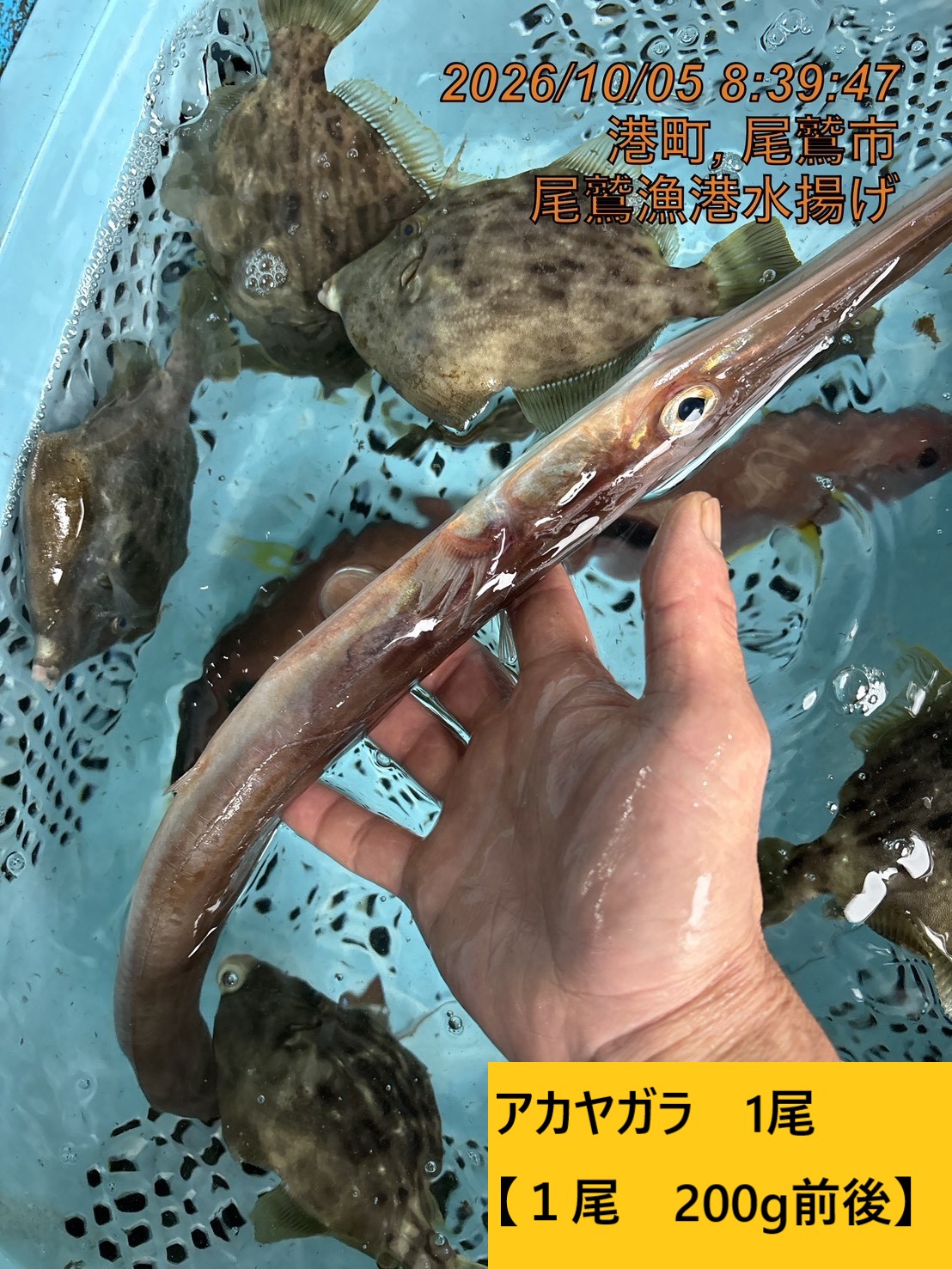 アカヤガラ　小　５００ｇ未満　１尾　三重県尾鷲港