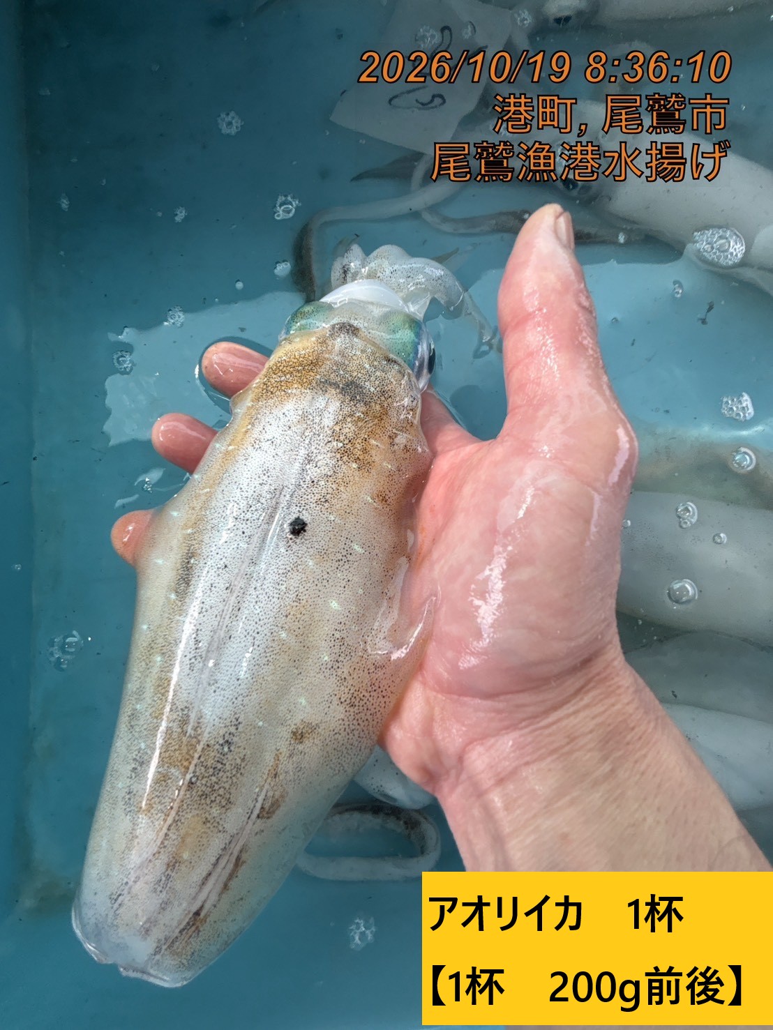 尾鷲地魚Ａ　三重県尾鷲港