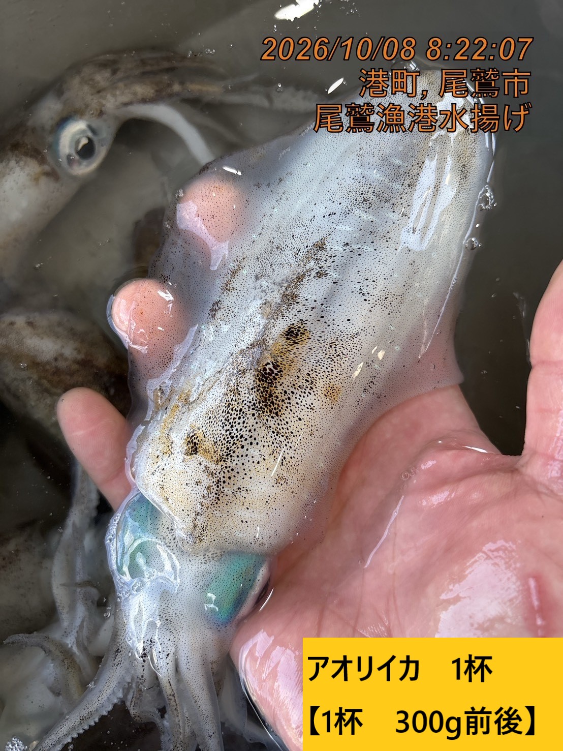 尾鷲地魚Ｂ　三重県尾鷲港