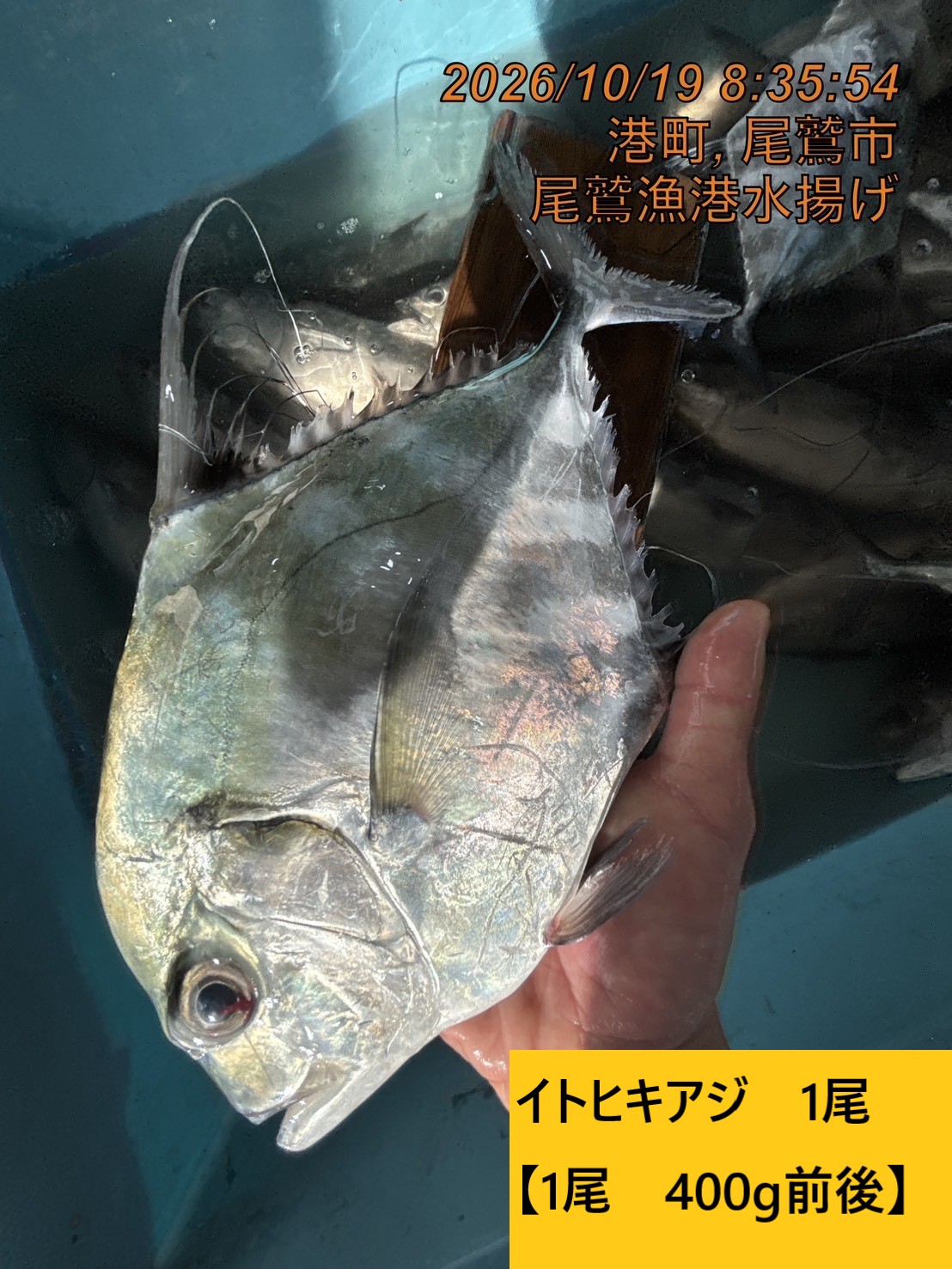 尾鷲地魚Ｃ　三重県尾鷲港
