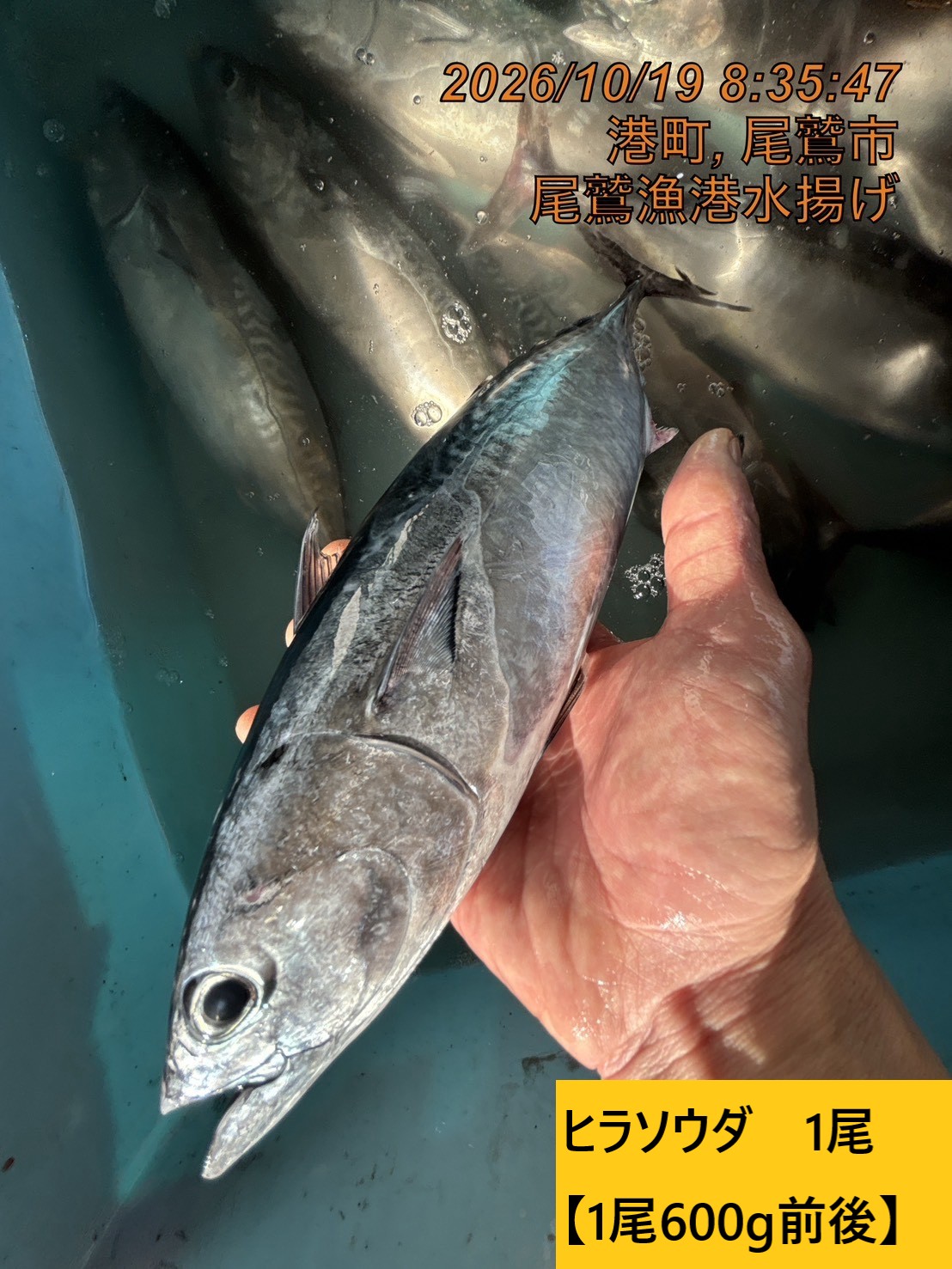尾鷲地魚Ｄ　三重県尾鷲港