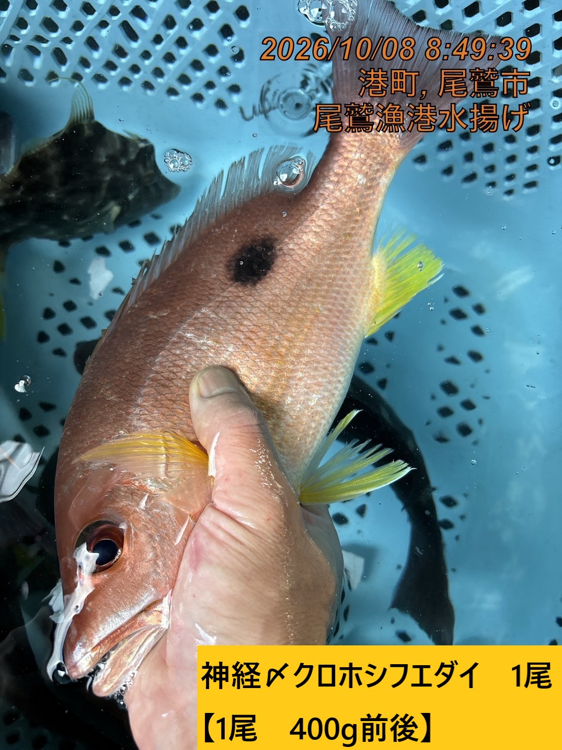 尾鷲地魚（変わり種）Ａ　三重県尾鷲港