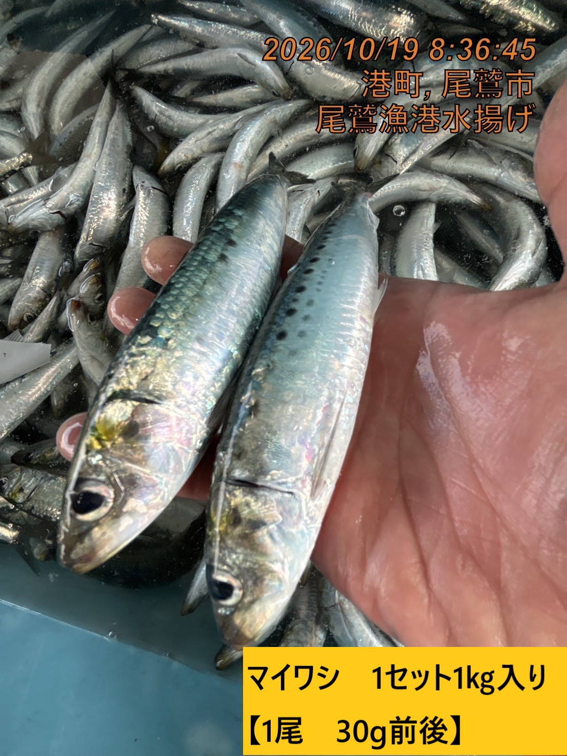 尾鷲地魚（お値打ち）Ｃ　三重県尾鷲港