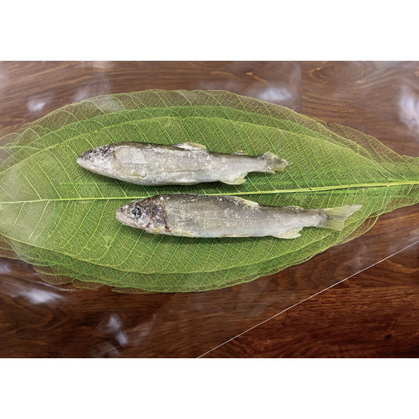 【夏商材】F－FACTRY）清流の稚鮎打ち粉付け 　500g（40～50尾入）