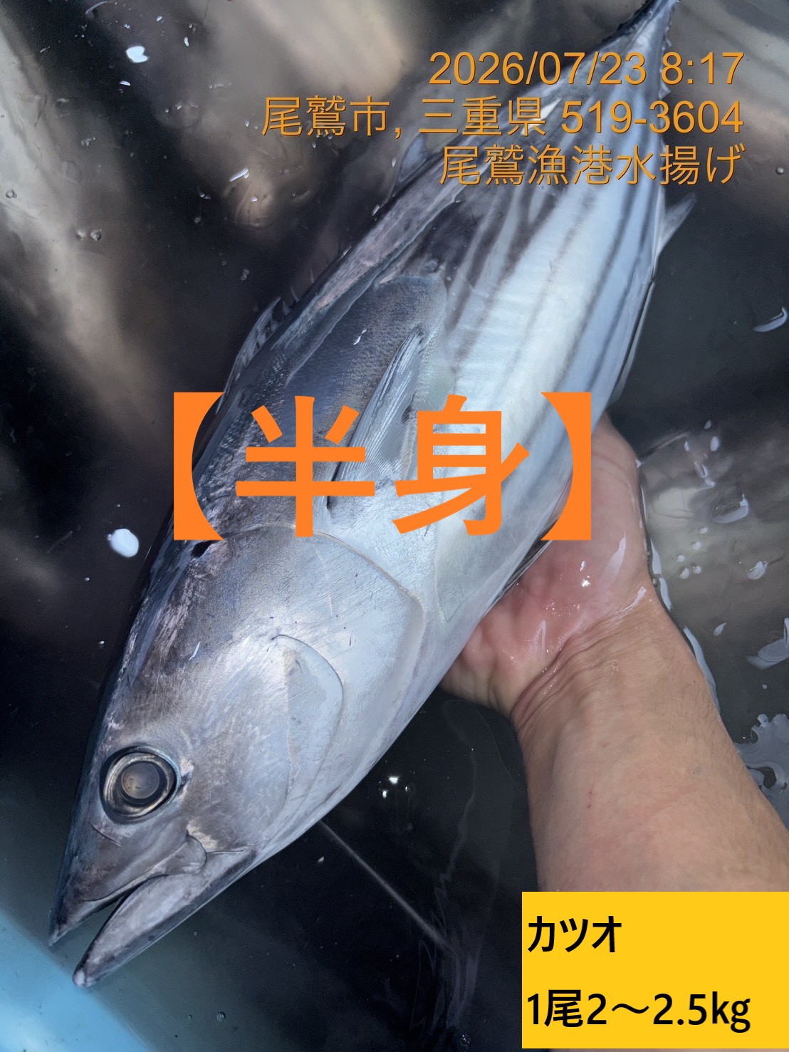 （半身）カツオ　魚体約２．０ｋｇ～２．５ｋｇ物　三重尾鷲港
