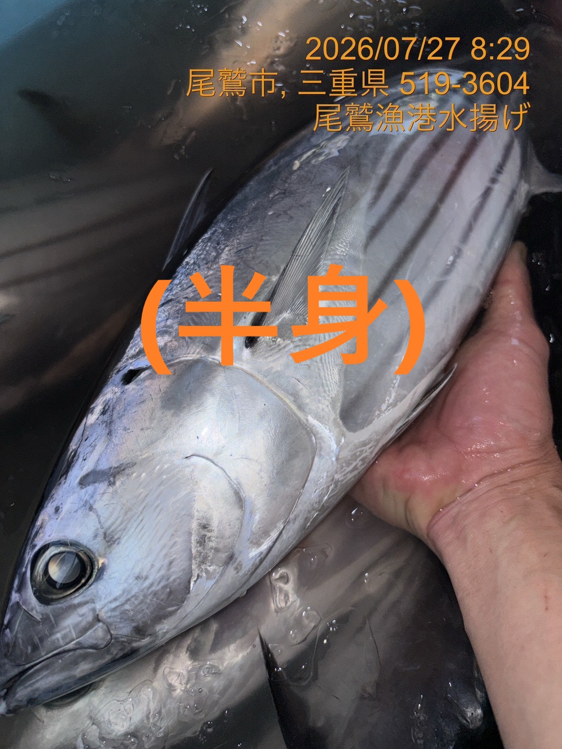 （半身）カツオ　魚体約２．５ｋｇ～３ｋｇ物　三重尾鷲港