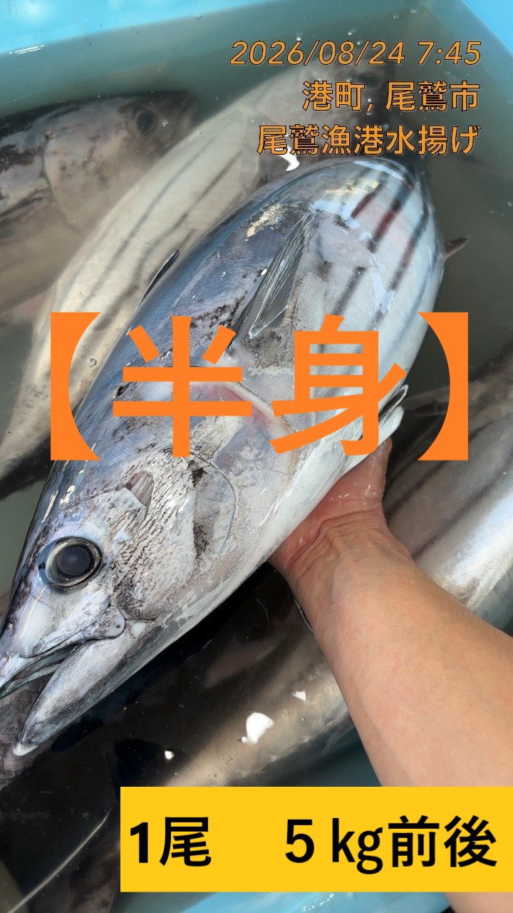 （半身）カツオ　魚体約３．５ｋｇ～４ｋｇ物　三重尾鷲港