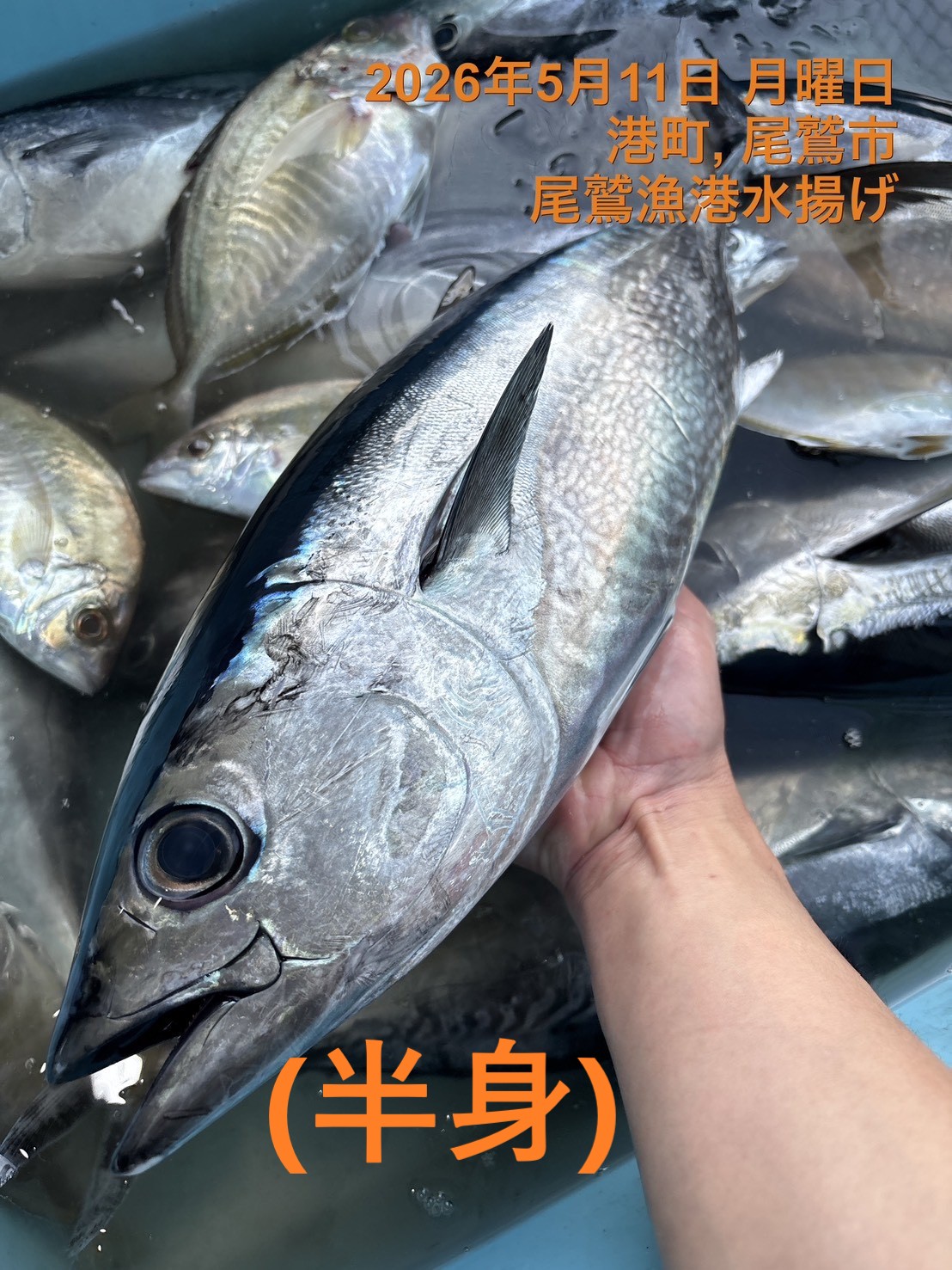 （半身）キメジ　魚体約２．０ｋｇ～２．５ｋｇ物　三重尾鷲港