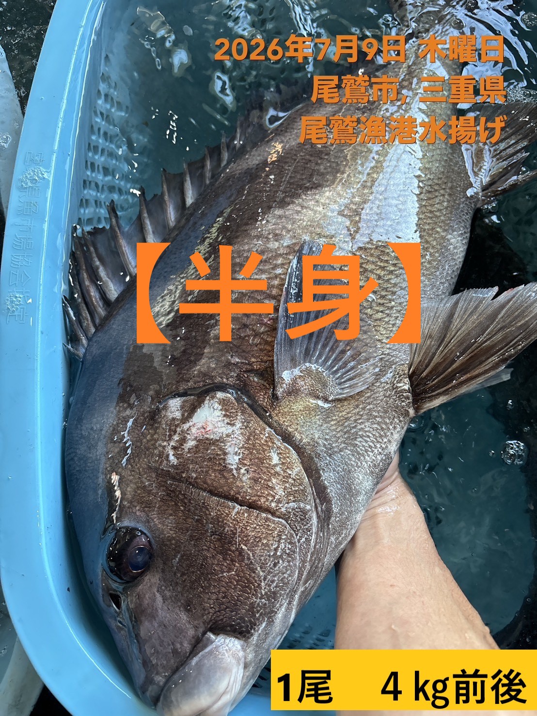 （活〆神経抜き）（半身）コショウダイ　魚体２ｋｇ以上物　三重尾鷲港