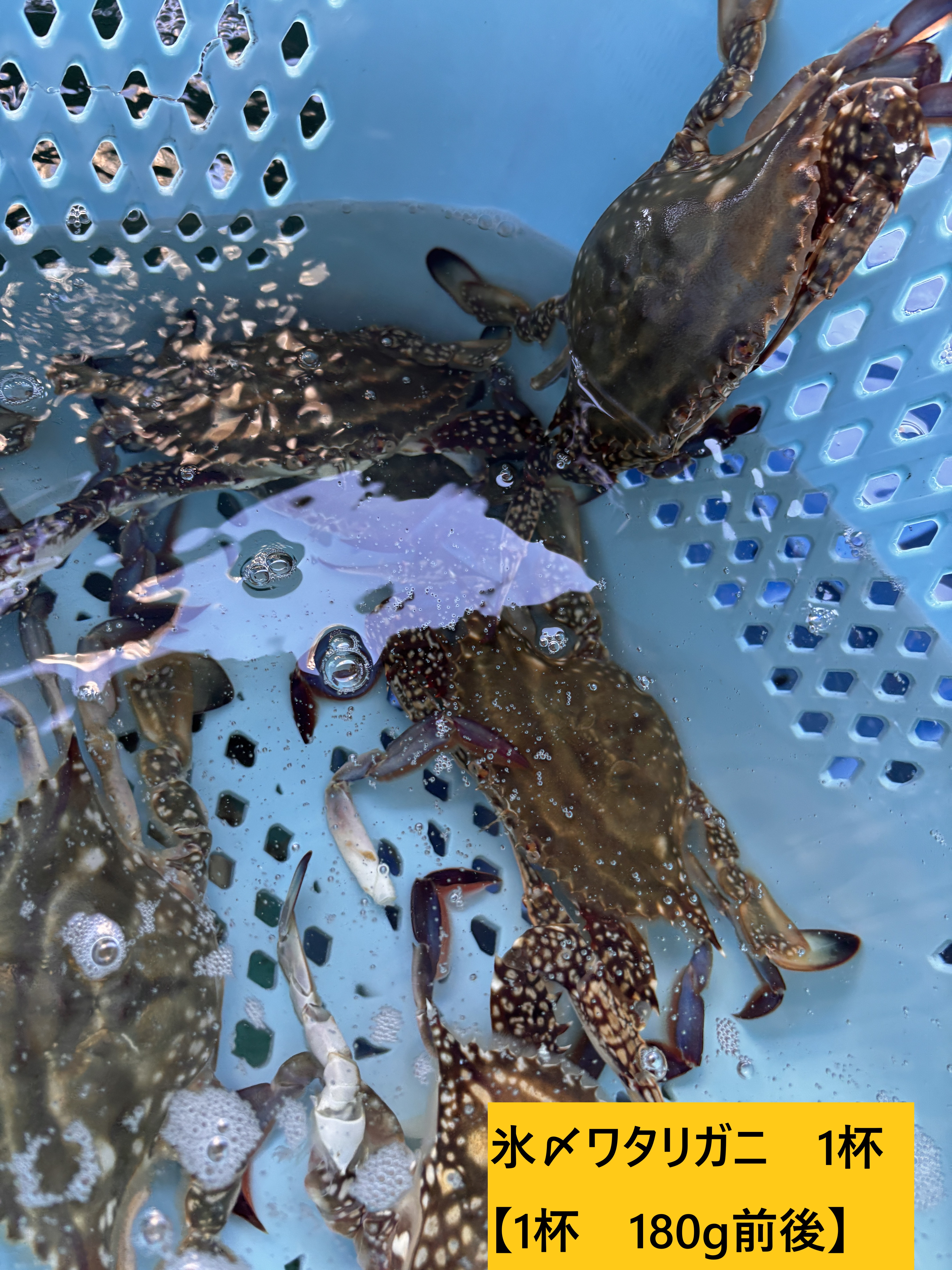 伊勢湾地魚Ｂ　三重県伊勢湾