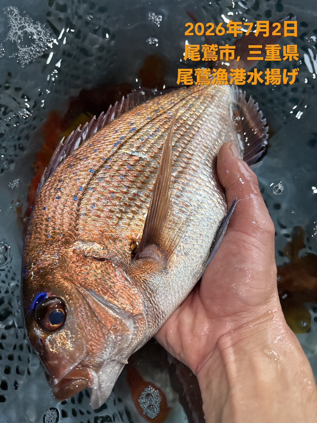 （活〆神経抜き）天然真鯛　約８００ｇ～１ｋｇ　１尾　三重県尾鷲港