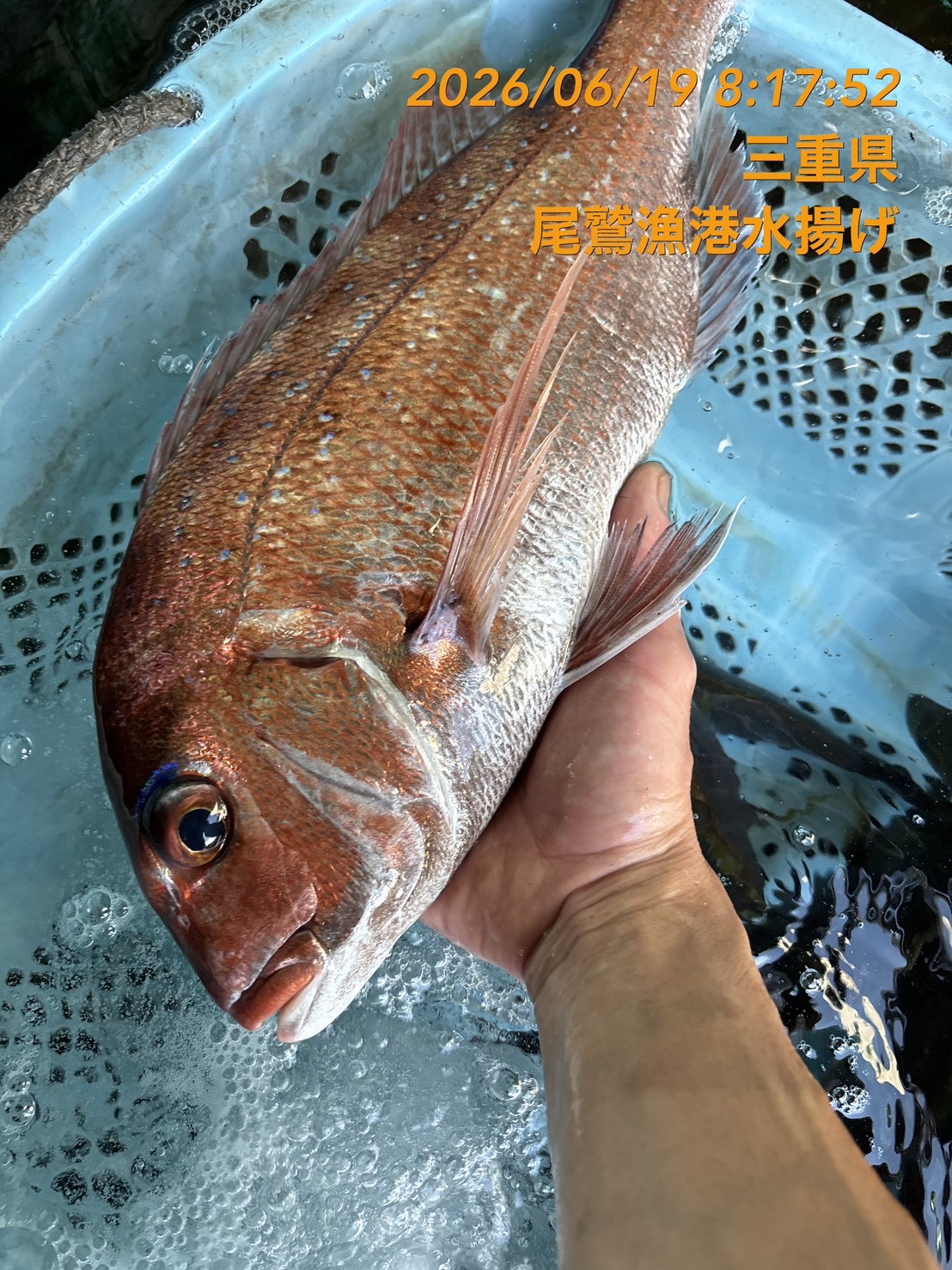 （活〆神経抜き）天然真鯛　約１ｋｇ～１．２ｋｇ　１尾　三重県尾鷲港