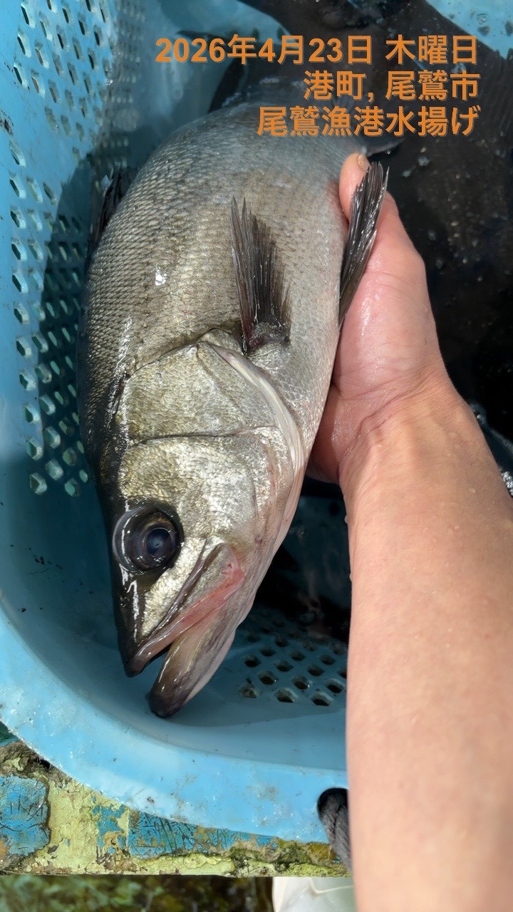 （活〆神経抜き）ヒラスズキ　約１．５ｋｇ～１．７ｋｇ　１尾　三重県尾鷲港