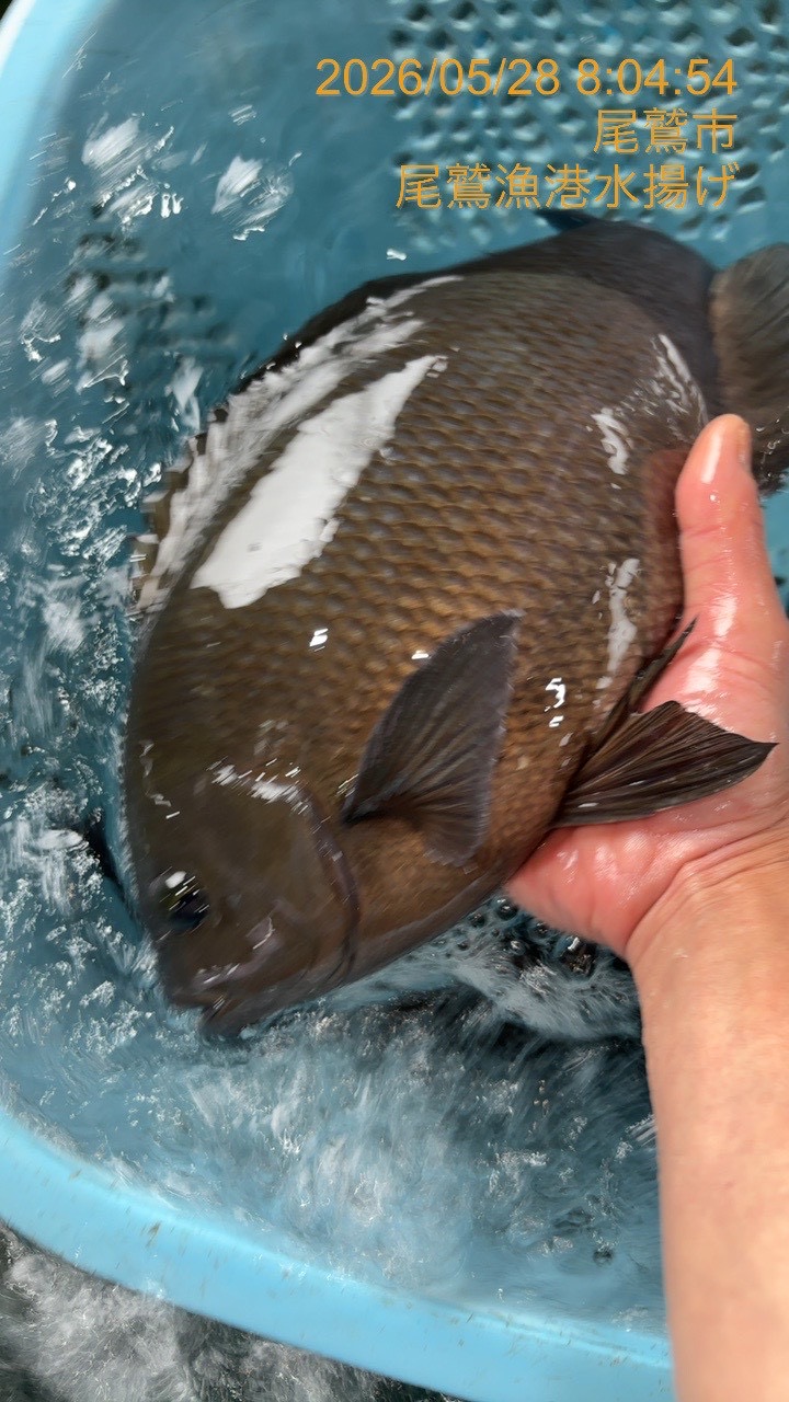 （活〆神経抜き）メジナ　約１ｋｇ～１．３ｋｇ　１尾　三重県尾鷲港