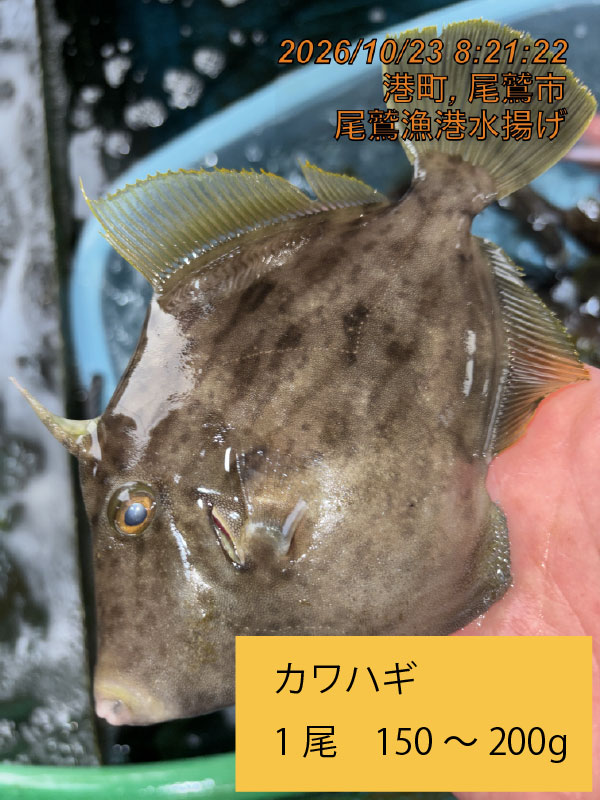 （活〆神経抜き）カワハギ　約１５０ｇ～２００ｇ　１尾　三重県尾鷲港