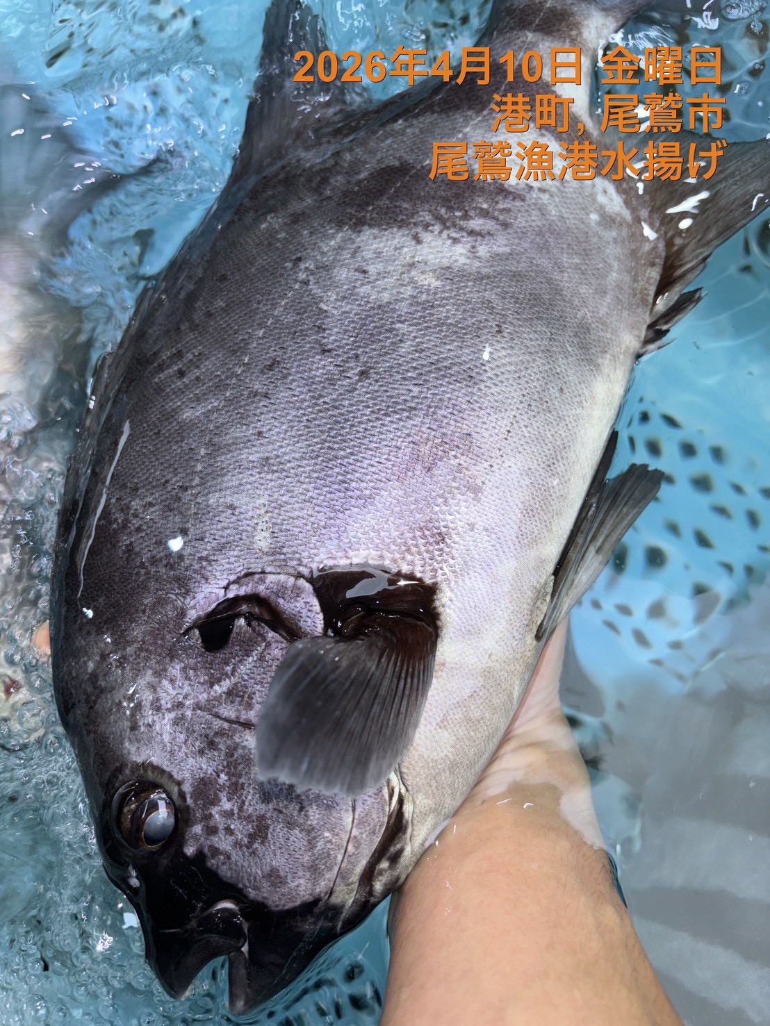 （活〆神経抜き）イシダイ　約１．２ｋｇ～１．４ｋｇ　１尾　三重県尾鷲港